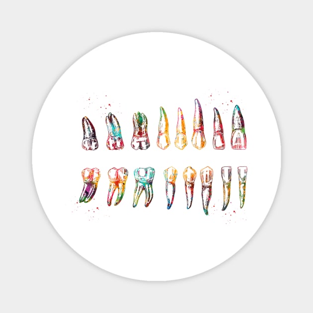 Teeth Diagram Magnet by erzebeth